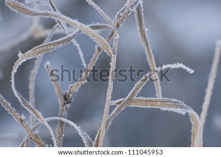 Winter background with the frozen grass