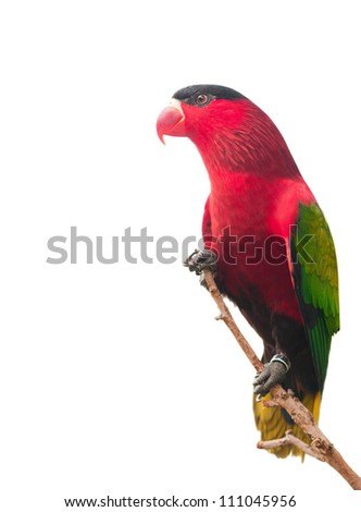 Red parrot isolated on white background