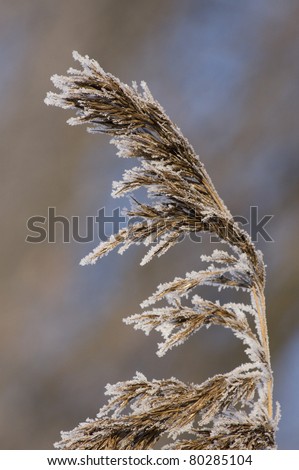 The frozen grass