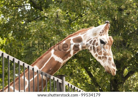 giraffe behind