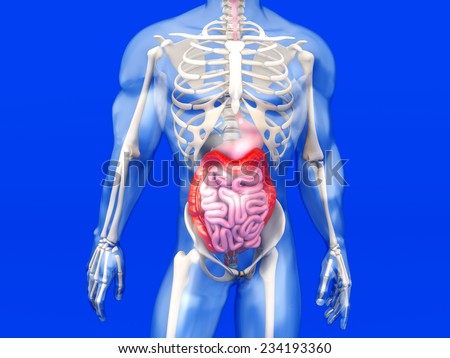 3D visualization of the human anatomy. The digestive system in a semi transparent male body.