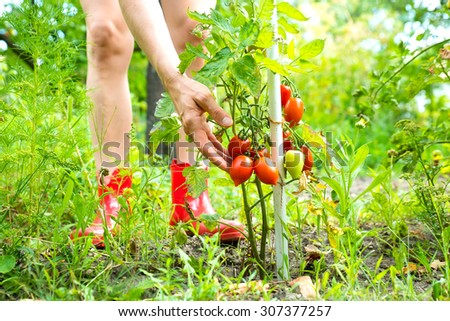 A woman checking the status of oner organic tomatoes in the garden.