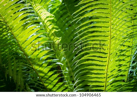 Close up of green leaf fern in tropical forest