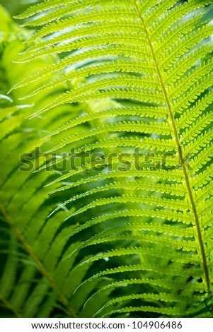 Closeup green fern leaf background
