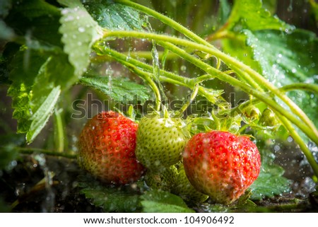 Strawberries plant in the rain