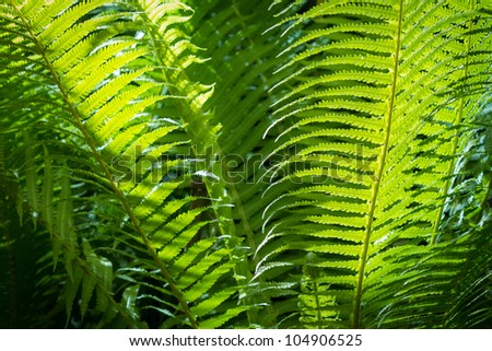 Closeup green fern leaf in formal Garden