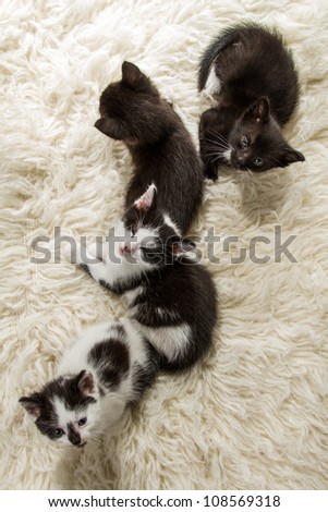 Small group of kittens