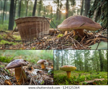 [Obrazek: stock-photo-collecting-wild-mushrooms-in...125364.jpg]