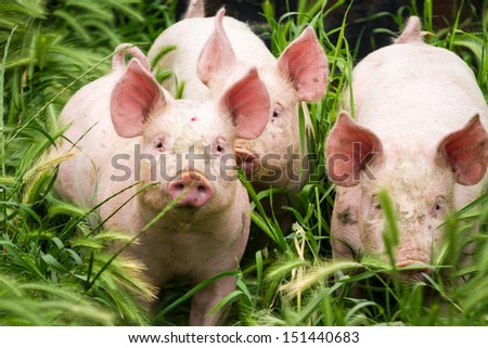 Little Three Pigs On The Field In Summer