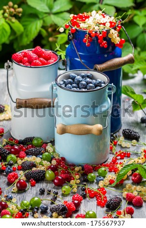Freshly harvested wild berry fruits in summer