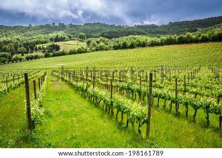 Fields of grapes in the summer, Italy