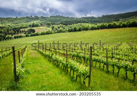 Fields of grapes in the summer, Italy