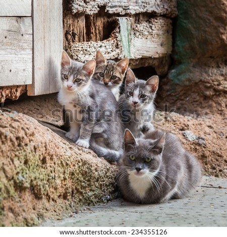 Homeless kittens with mom in Tuscany