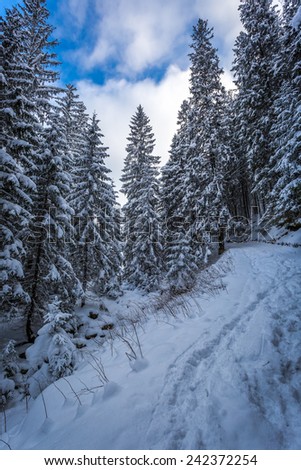 Snowy mountain trail in the woods