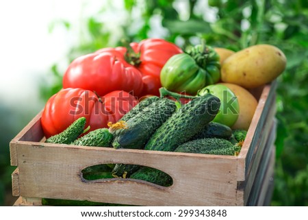 Fresh tomatoes and cucumbers in wooden box