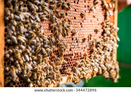 Frame full of honey with bees