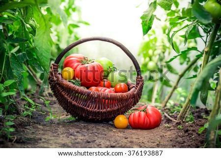 Fresh tomatoes on ground