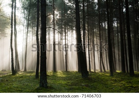 [Obrazek: stock-photo-misty-old-foggy-forest-71406703.jpg]