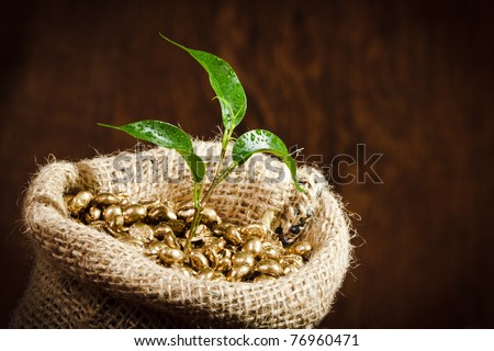 Golden coffee seed on burlap coffee sack with small plant