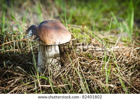 [Obrazek: stock-photo-wild-mushroom-on-mossy-hillo...401802.jpg]