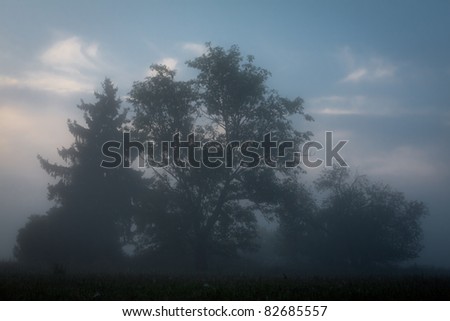 Misty old foggy forest