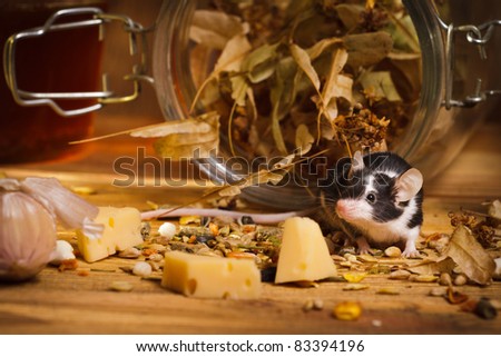 [Obrazek: stock-photo-mouse-in-basement-feel-cheese-83394196.jpg]