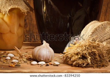 [Obrazek: stock-photo-small-mouse-in-basement-with...394250.jpg]