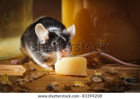 Small mouse eating cheese in basement