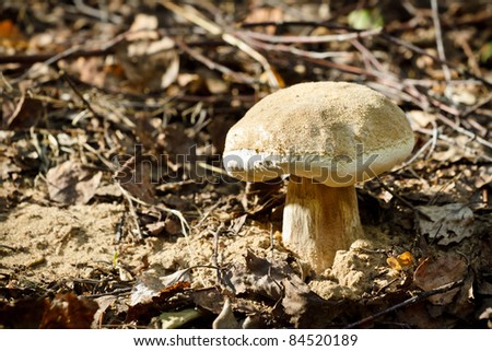 Penny bun mushroom grown up from ground