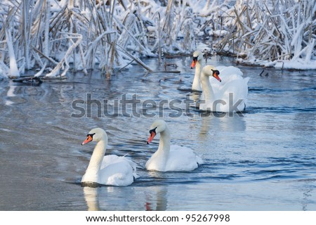 [Obrazek: stock-photo-white-swans-in-the-river-at-...267998.jpg]