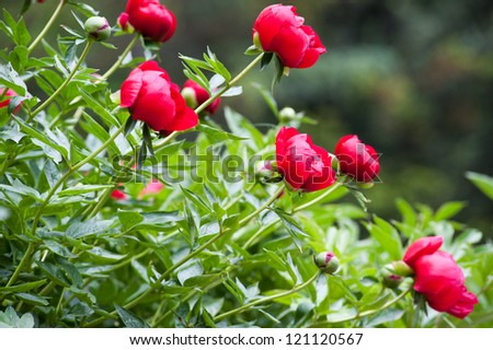 Shrub with many peony flowers of crimson (raspberry pink) colour