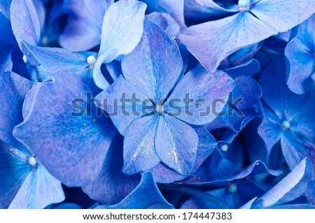 Blue Hydrangea flower. Hydrangea - common names Hydrangea and Hortensia.
