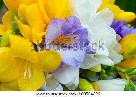 violet. yellow and white freesia, floral background