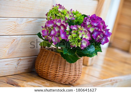 Purple hydrangea in a basket