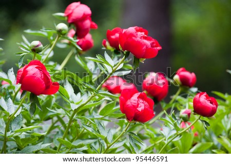 Shrub with many peony flowers of crimson (raspberry pink) colour