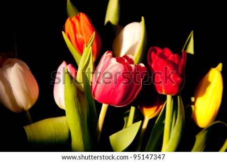bouquet of tulips in on a black background