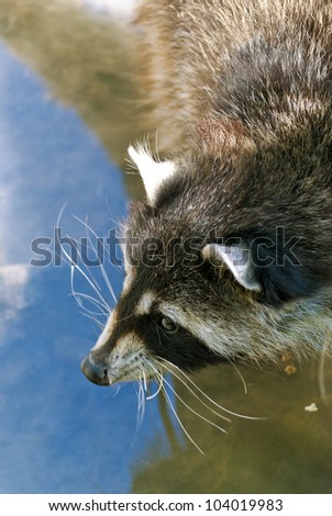 Raccoon, medium-sized mammal native to North America, drinking water from the river