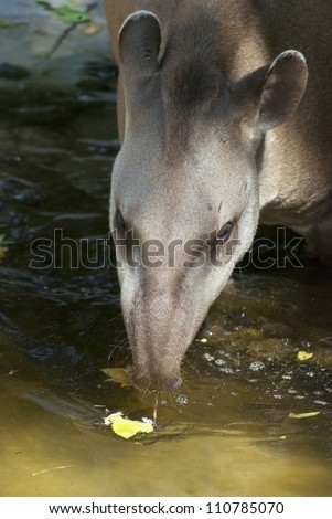 The South American tapir (Tapirus terrestris), the second-largest land mammal in South America, drinking water