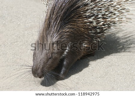 Indian Crested Porcupine walking under the sun