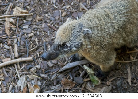 South American coati, or ring-tailed coati (Nasua nasua), species of coati from tropical and subtropical South America