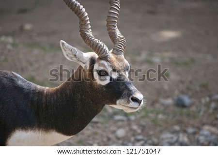 Male blackbuck, (Antilope cervicapra), antelope species native to the Indian Subcontinent.