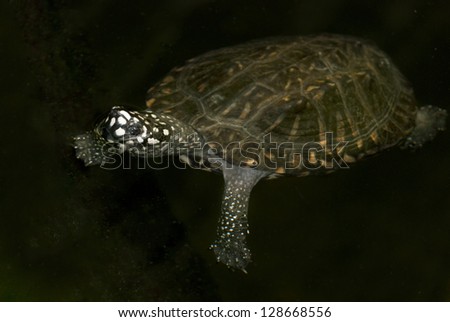 Cute turtle swimming in the dark water