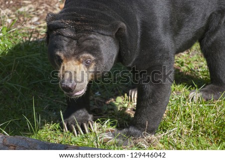 The sun bear (Ursus malayanus), or honey bear, on green grass background