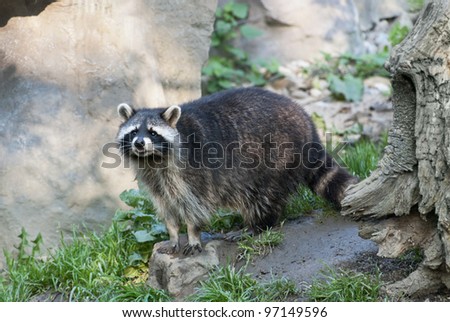 Racoon, medium-sized mammal native to North America, in forest.