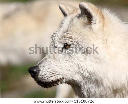 face of arctic wolf