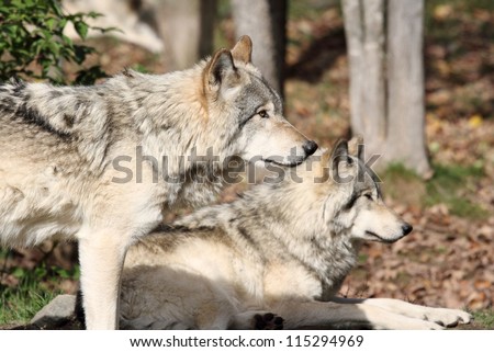 two grays wolfs
