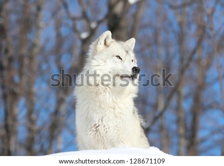 wolf sitting on snow