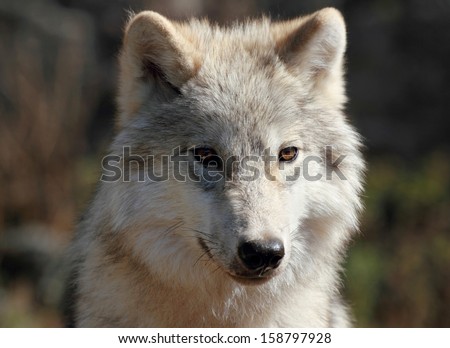white wolf in autumn
