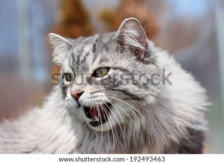 agressive cat outdoor