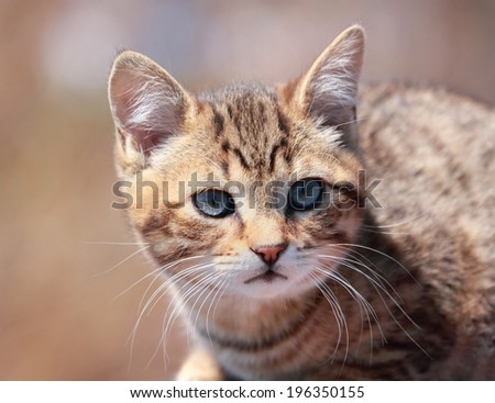 young cat outdoor